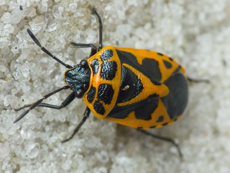 Eurydema (Rubrodorsalium) dominula (Scopoli, 1763)